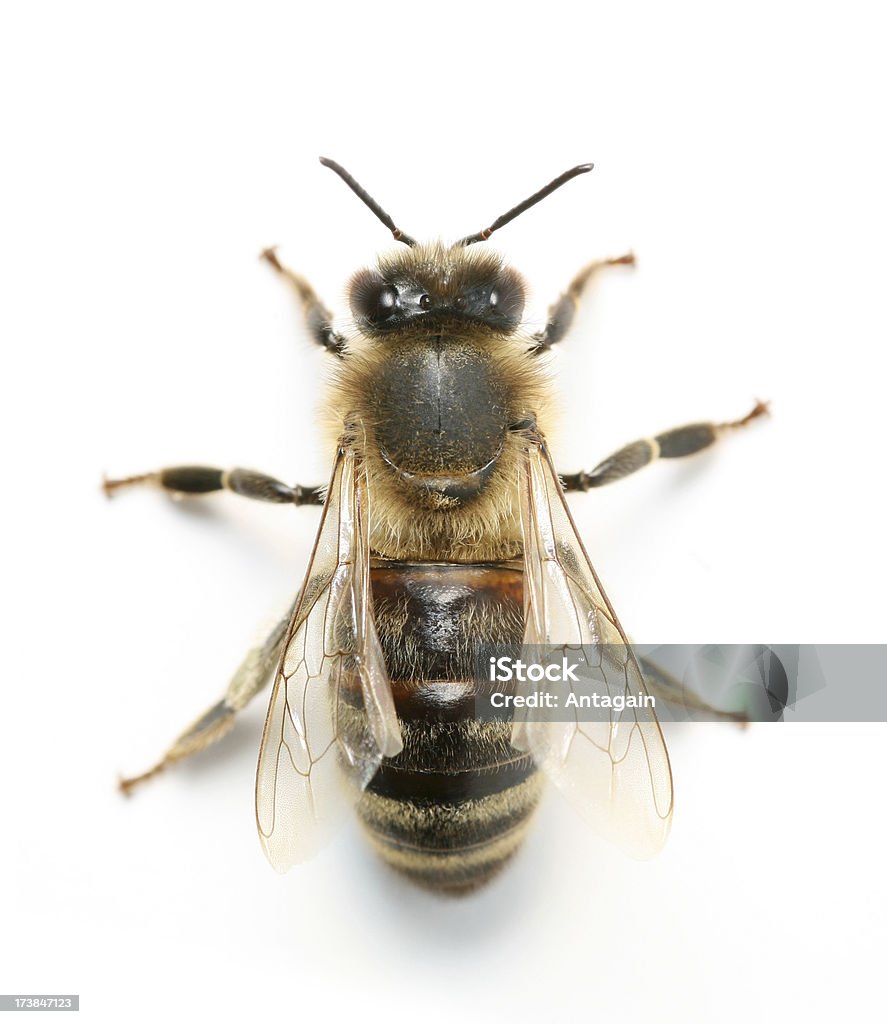 Пчела - Стоковые фото Изолированный предмет роялти-фри