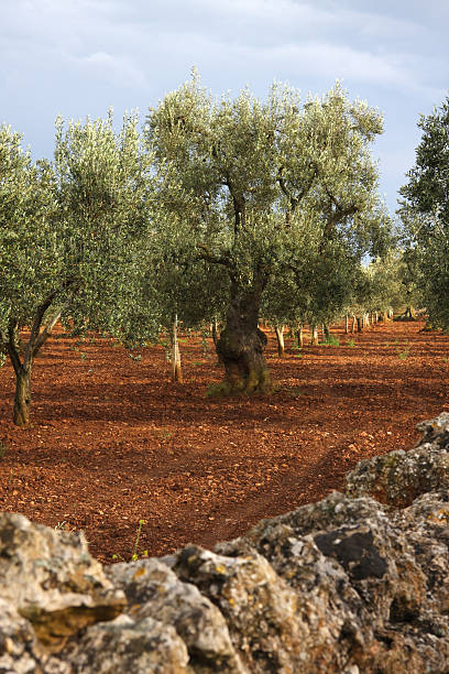 istock Olive tree plantation in Apulia, Italy 173847205