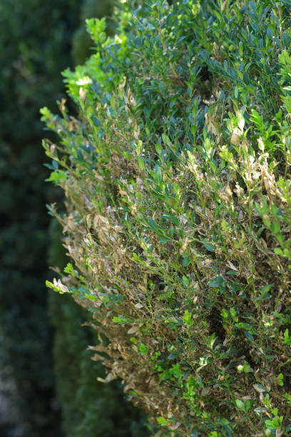 istock Damaged leaves on infested European Box wood tree, infested with Cydalima perspectalis an invasive caterpillar of moth species pest. Biological pest control. 1738473238