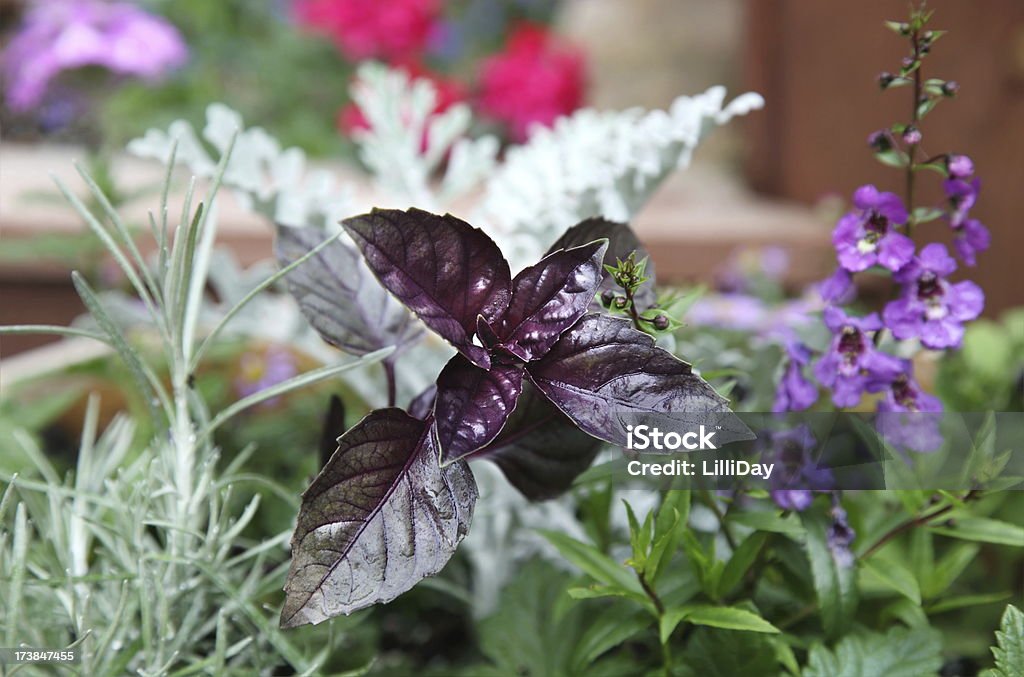 Фиолетовый базилик с цветами - Стоковые фото Базилик роялти-фри