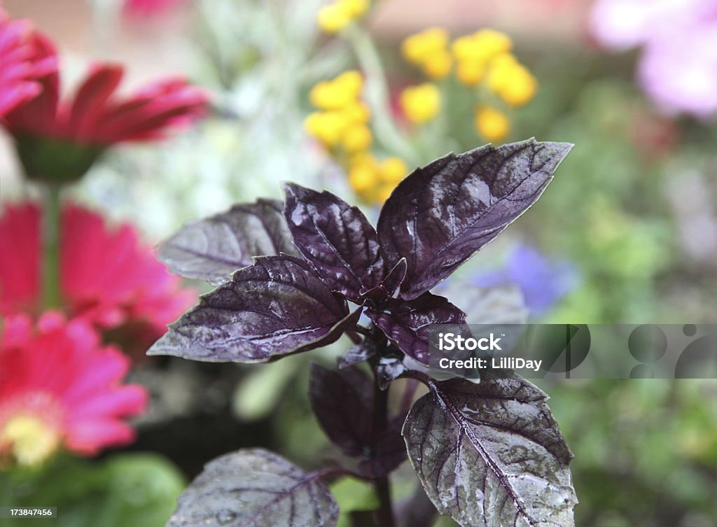 Purple Basil in the Rain Purple Basil and flowers with selective focus on basil Basil Stock Photo