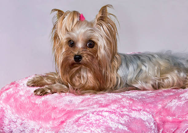 istock Yorkie on Pink Pillow 173847557