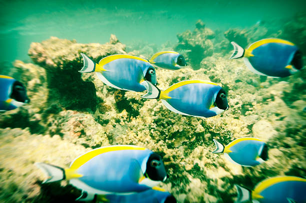 istock Surgeon Fish and Coral, Holga Style 173847619