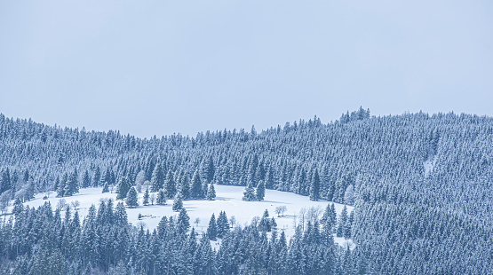 Snow covered hilly fir forest in winter