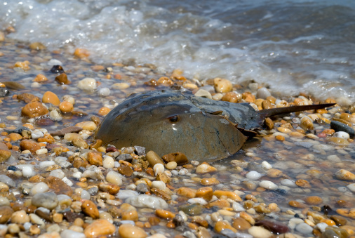 Horseshoe crab crawls up Slaughter Beach for annual spawing season.