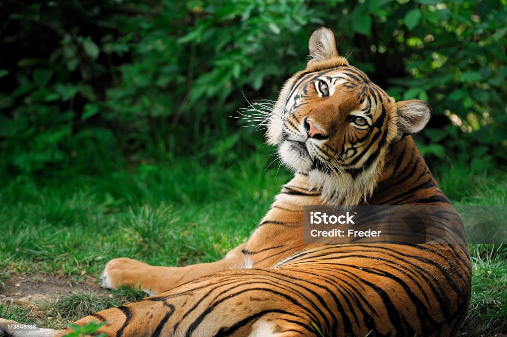 tiger - Lizenzfrei Tiger Stock-Foto