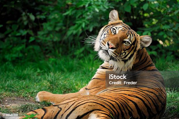 Tiger Stockfoto und mehr Bilder von Tiger - Tiger, Auf der Seite liegen, Bedrohte Tierart