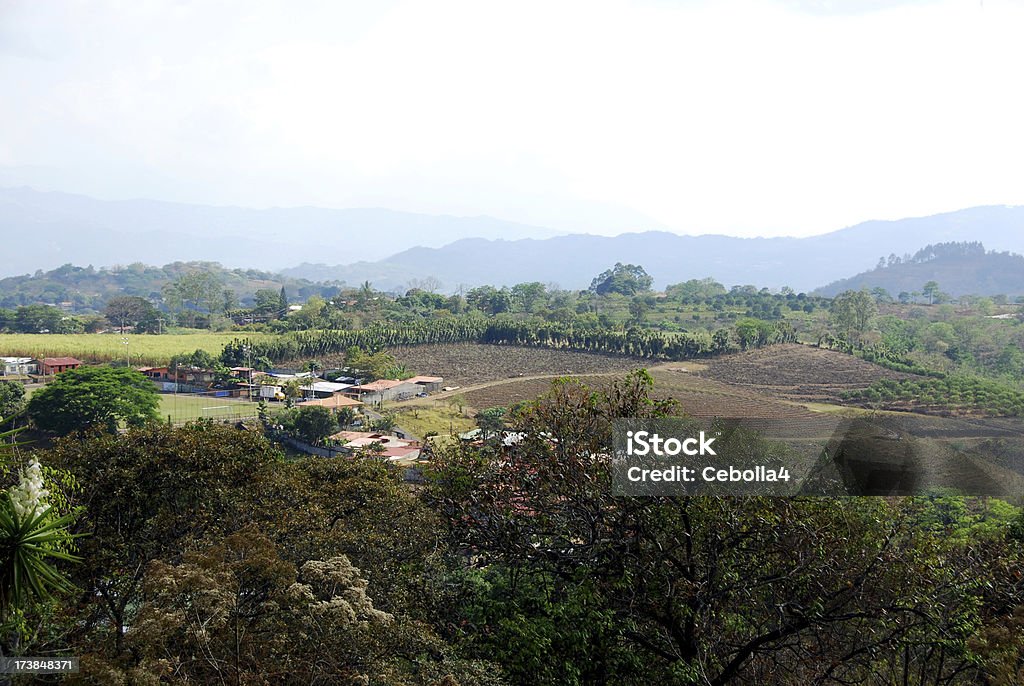 Plantación de café en el centro de Costa Rica - Foto de stock de Café - Cultivo libre de derechos