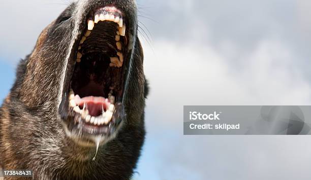 Hart Hund Stockfoto und mehr Bilder von Belgischer Malinois - Belgischer Malinois, Aggression, Bedrohung