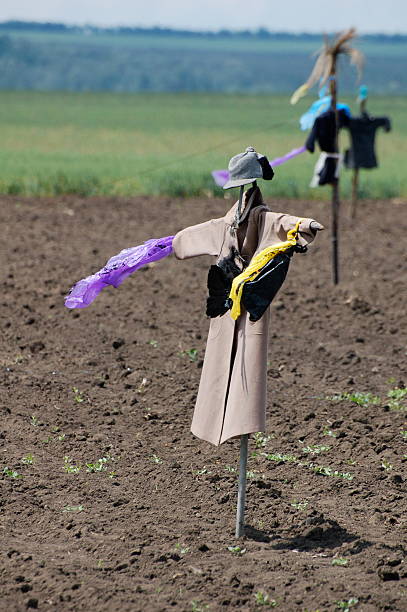 Scarecrow stock photo