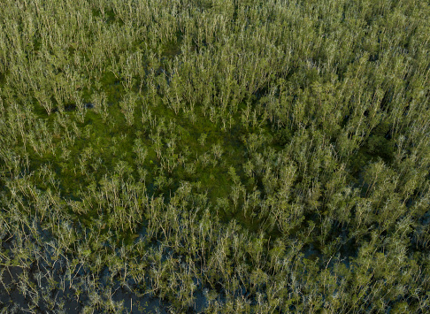 Abstract aerial photo of flooded Melaleuca forest in Lang Sen wetland conservation area , Long An province, Mekong Delta