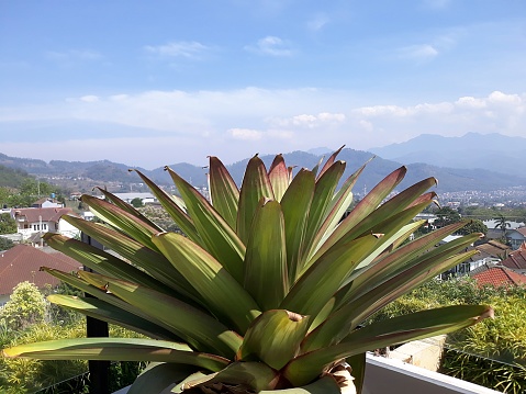 long green leaf ornamental plant Alcantarea imperialis Rubra or Imperial Bromeliad with mountain view background