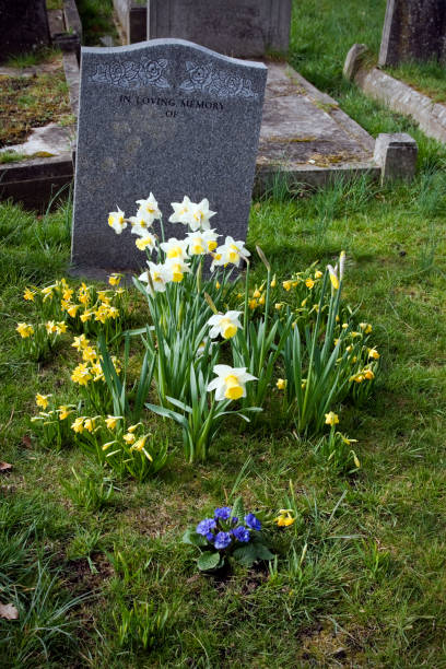 grave e lapidi in un cimitero - new life death cemetery flower foto e immagini stock