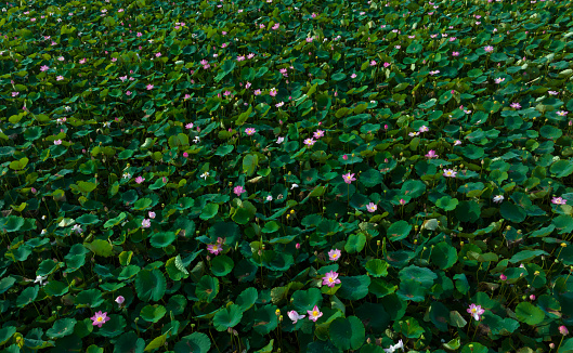 Abstract aerial photo of lotus flower in full bloom, the typical flower of Vietnam, Long An province