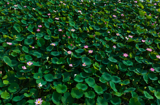 Pink water lily in greenhouse in Kew botanical gardens, London, UK