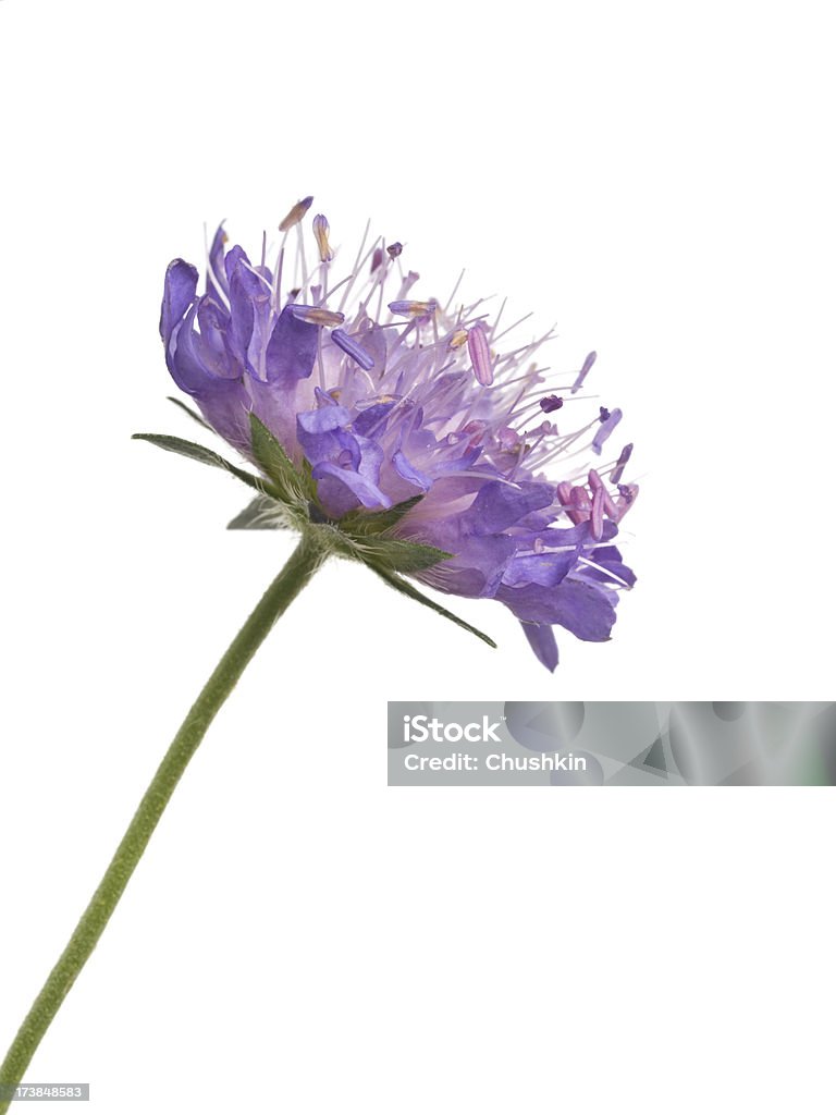 Flower (Knautia arvensis) Alternative Medicine Stock Photo