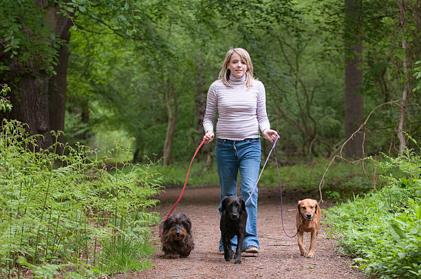 walking the dogs teenage girl walking her three dogs in the forest wire haired stock pictures, royalty-free photos & images