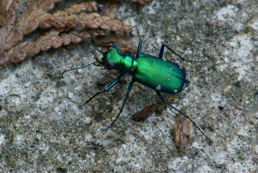 macro shot of a six-spotted tiger beetle