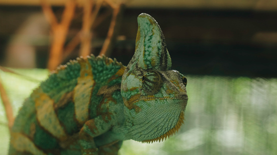 A closeup portrait of a beautiful Ambilobe chameleon panther on a branch