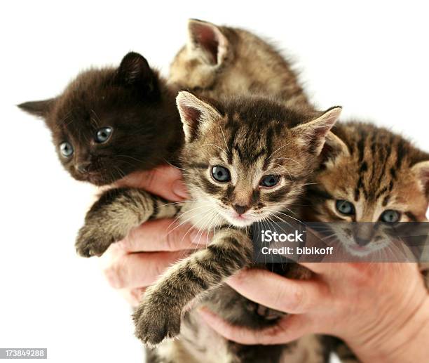 Elija Uno Foto de stock y más banco de imágenes de Agarrar - Agarrar, Animal, Animal joven