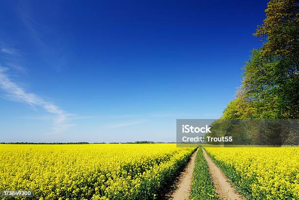 Paisaje Rural De Camino Entre Los Campos Foto de stock y más banco de imágenes de Aire libre - Aire libre, Amarillo - Color, Azul