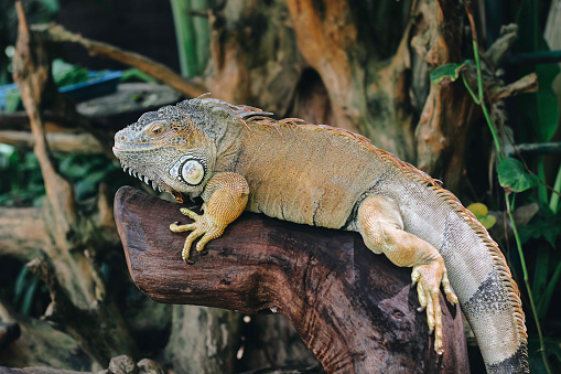 A portrait of an Iguana laying on a branch in the zoo