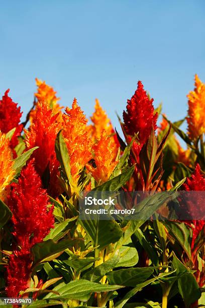 Vermelho E Amarelo Celosia Contra O Céu Azul - Fotografias de stock e mais imagens de Amarelo - Amarelo, Ao Ar Livre, Azul