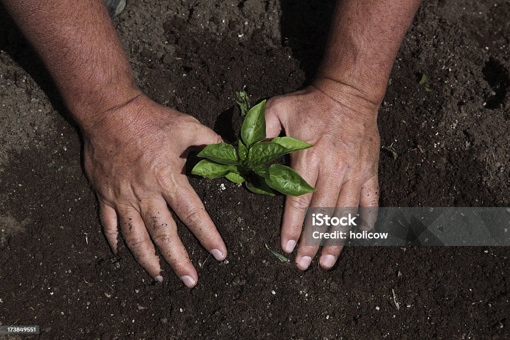 Mãos planta jovem Planta nova - Foto de stock de Agricultura royalty-free