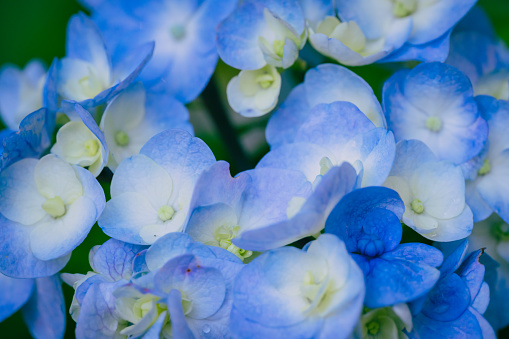 Blue colored hydrangea flowers in bloom, June 2023