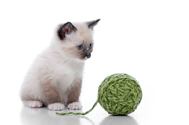 милый kittens series - yarn ball стоковые фото и изображения