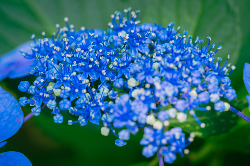 The Hortensia flower also known as hydrangea is a symbol for the lush nature on the Portuguese Azorean Islands in the middle of the North Atlantic Ocean