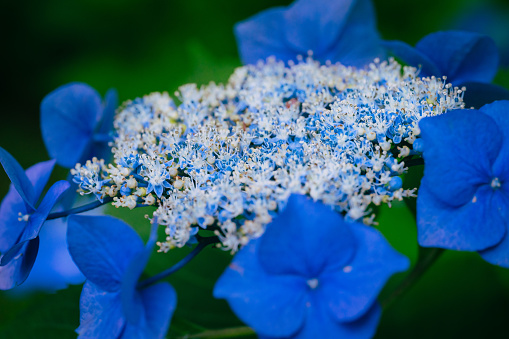 Blue colored hydrangea flowers in bloom, June 2023