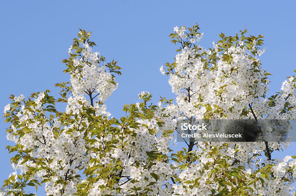 Frutas árbol de flor - Foto de stock de Albaricoquero libre de derechos