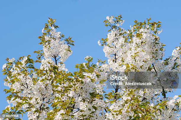 Frutas Árbol De Flor Foto de stock y más banco de imágenes de Albaricoquero - Albaricoquero, Azul, Blanco - Color