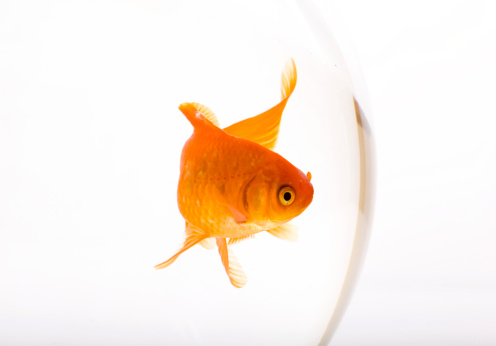Gold fish in glass