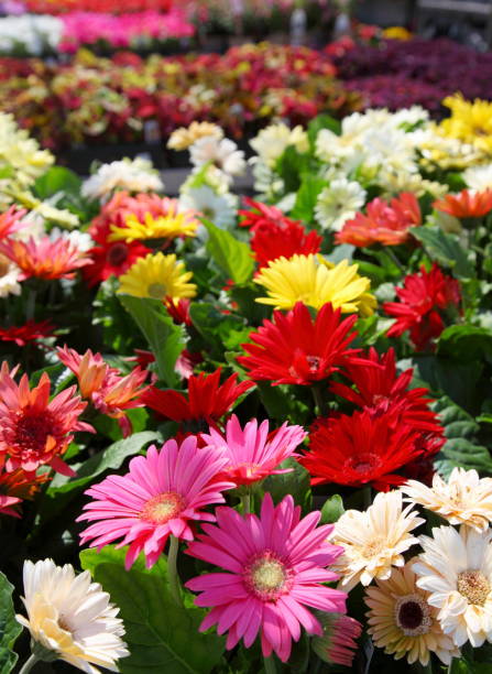 istock Gerbera Daisy Flowers at Market 173850004