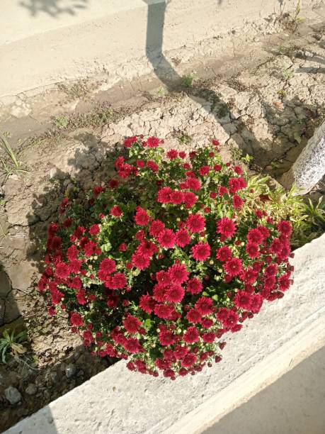 istock Autumn flowers in red blooming 1738500095
