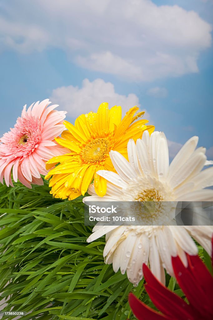 Flores de Cor - Royalty-free Ao Ar Livre Foto de stock