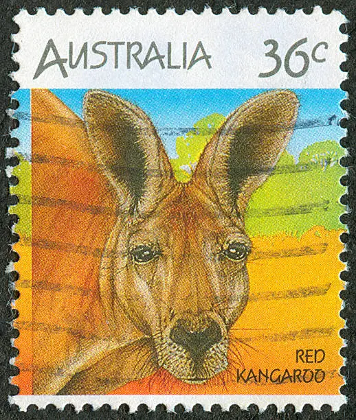 Photo of Postage stamp of Australian Kangaroo