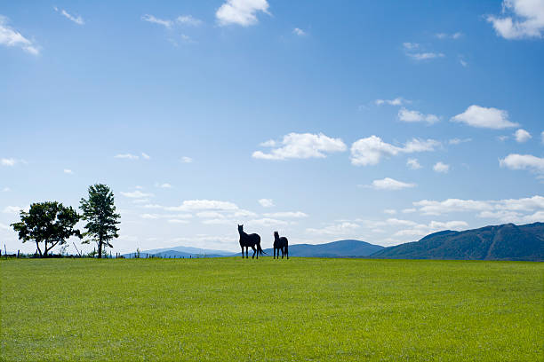 Two horses In The Green Meadow During Summer Time near Mount Orford.