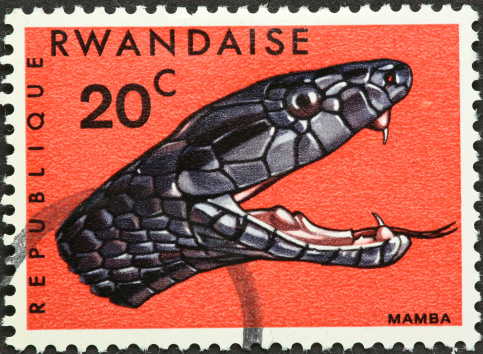 black mamba snake head.
