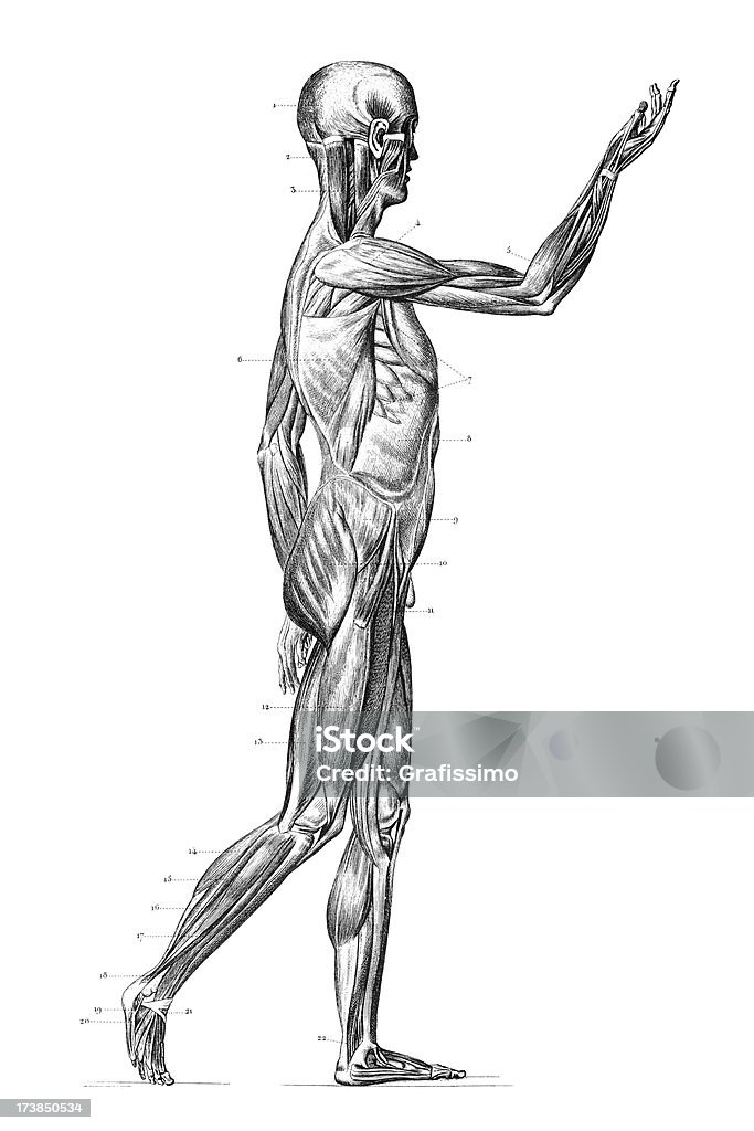 Gravieren menschliche Körper mit Muskeln 1851 - Lizenzfrei Gravur Stock-Illustration