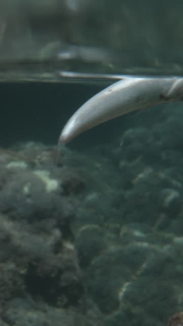 Vertical video. A dead fish on the water surface, with underwater rocks in the background. The camera is at the edge of the water, both above and below it. Close-up view.