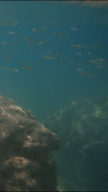 Vertical video. The camera underwater captures the blue seawater and a school of small fish near the underwater rocks. Then the camera resurfaces, revealing people standing near the cliff on the surface.