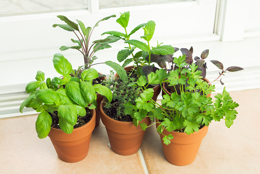 Subject: A potted herb garden with a collection of herb by the window.