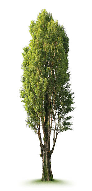 트리 - poplar tree 뉴스 사진 이미지