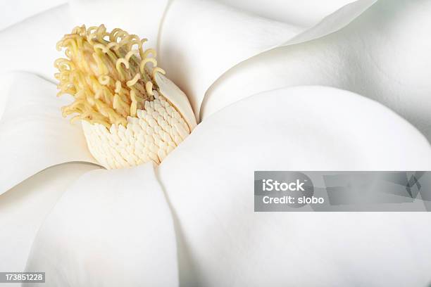 Нежные Белые Магнолия Цветок — стоковые фотографии и другие картинки Магнолия - Магнолия, Крупный план, Период цветения