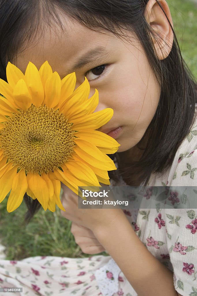 Peeking from behind sunflower Chinese little girl peeking around sunflower 6-7 Years Stock Photo