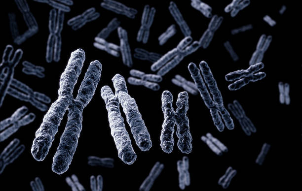 chromosomes - chromatid photos et images de collection