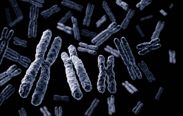 chromosomach - chromatid zdjęcia i obrazy z banku zdjęć